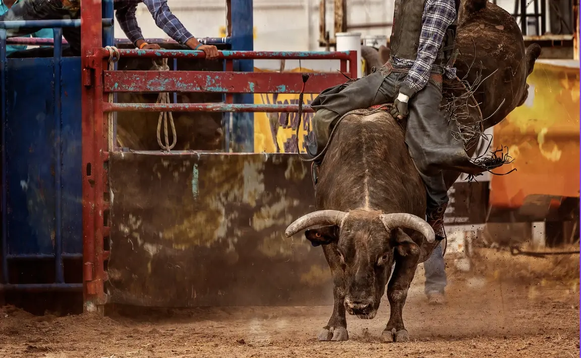 Rodeo
